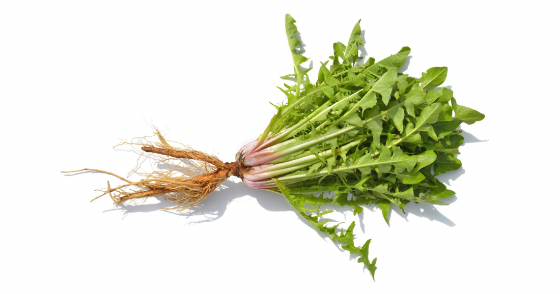 Dandelion: Cooling Detoxing Herb