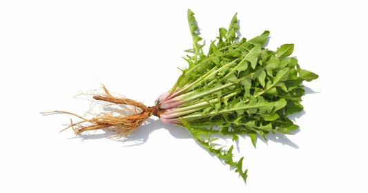 Dandelion: Cooling Detoxing Herb